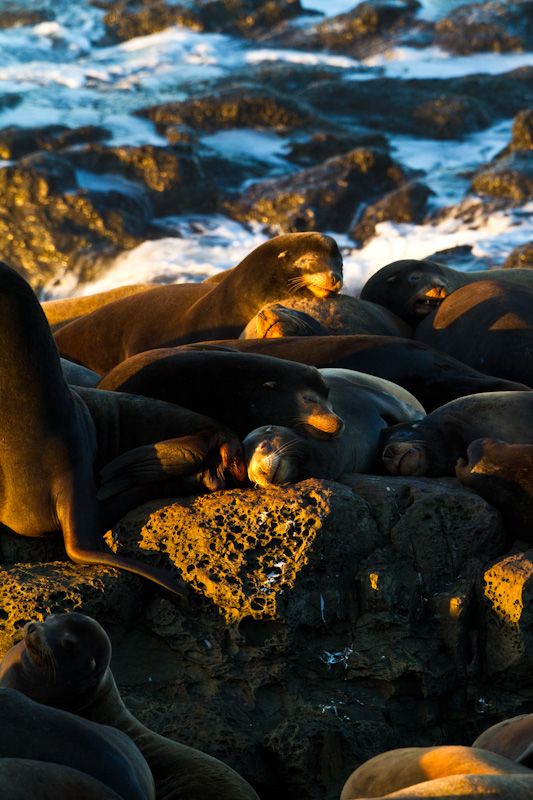 California Sea Lions